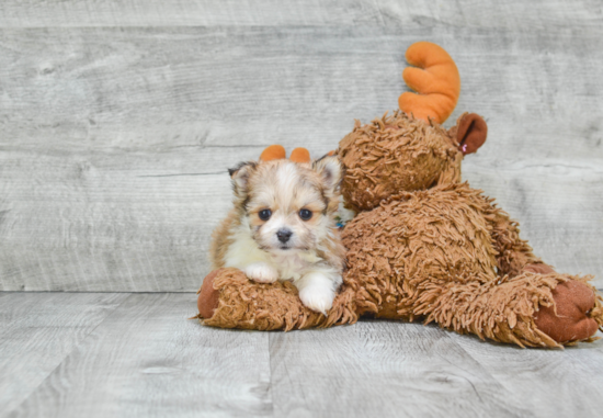 Maltipom Puppy for Adoption