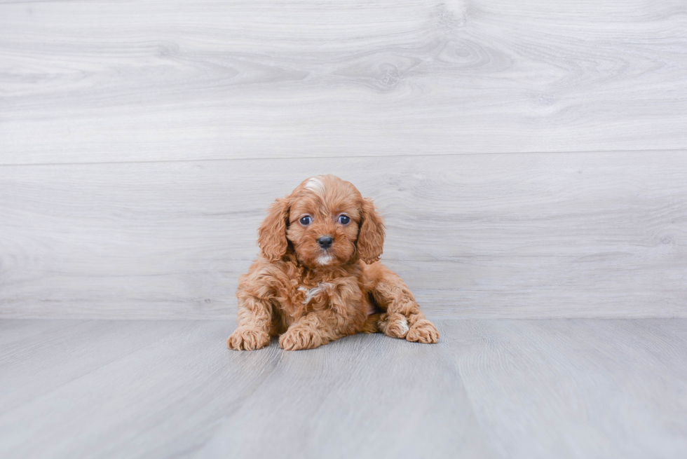 Smart Cavapoo Poodle Mix Pup