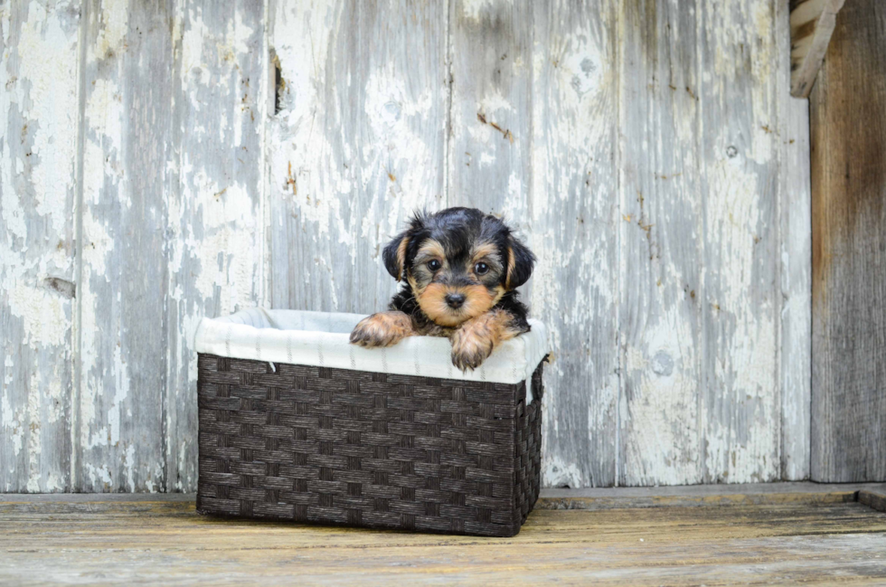 Fluffy Yorkie Poo Poodle Mix Pup