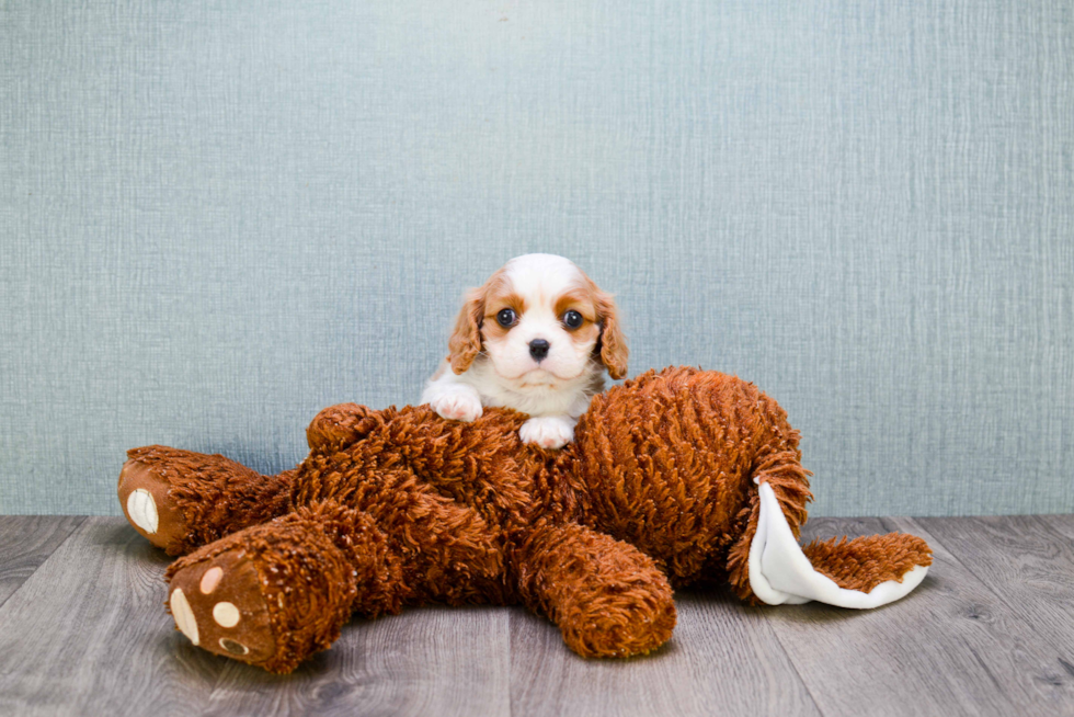 Hypoallergenic Cavalier King Charles Spaniel Purebred Pup