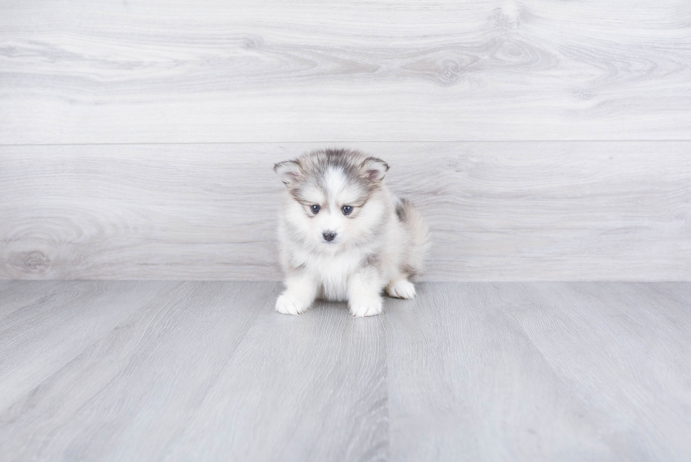 Pomsky Puppy for Adoption