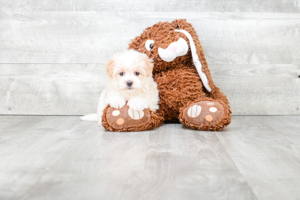 Best Havanese Baby