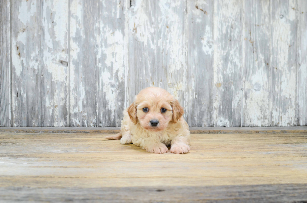 Hypoallergenic Cavalier Designer Puppy