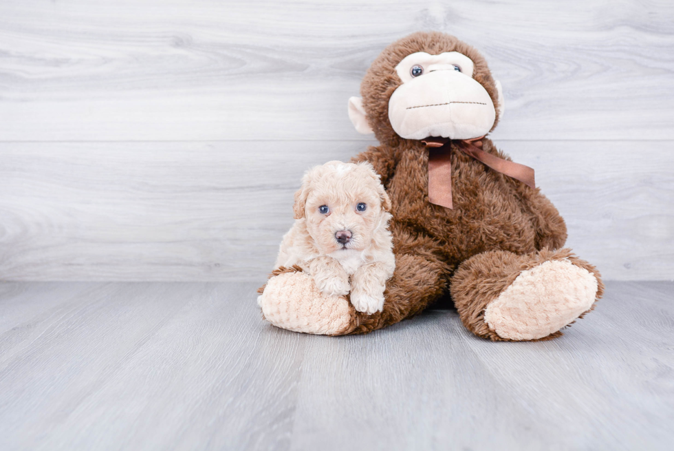 Maltipoo Pup Being Cute