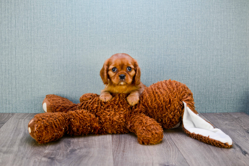 Cavalier King Charles Spaniel Puppy for Adoption