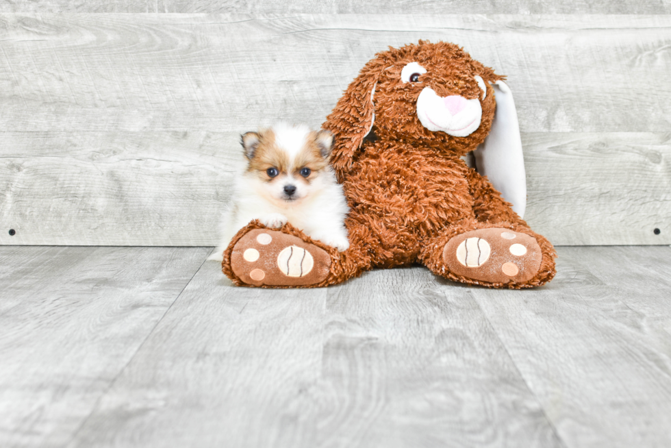 Funny Pomeranian Purebred Pup