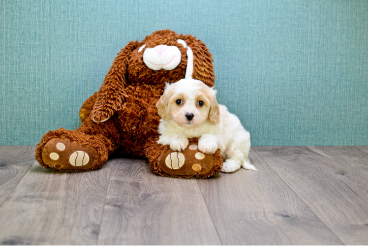 Cavachon Puppy for Adoption