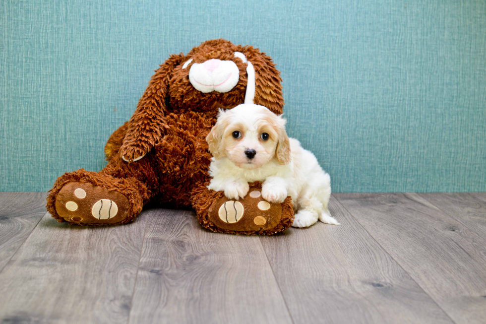 Cavachon Puppy for Adoption
