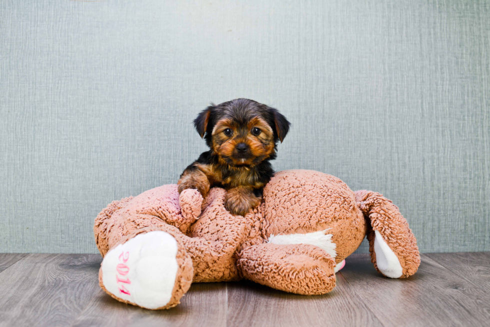 Meet Jeremy - our Yorkshire Terrier Puppy Photo 