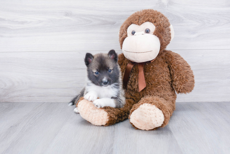 Pomsky Pup Being Cute