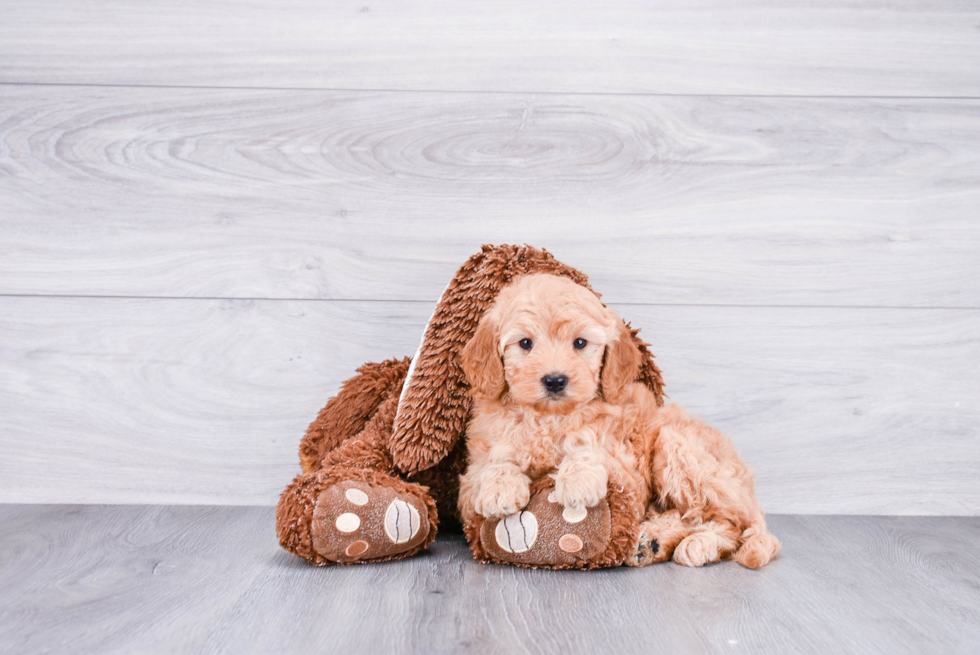 Mini Goldendoodle Pup Being Cute