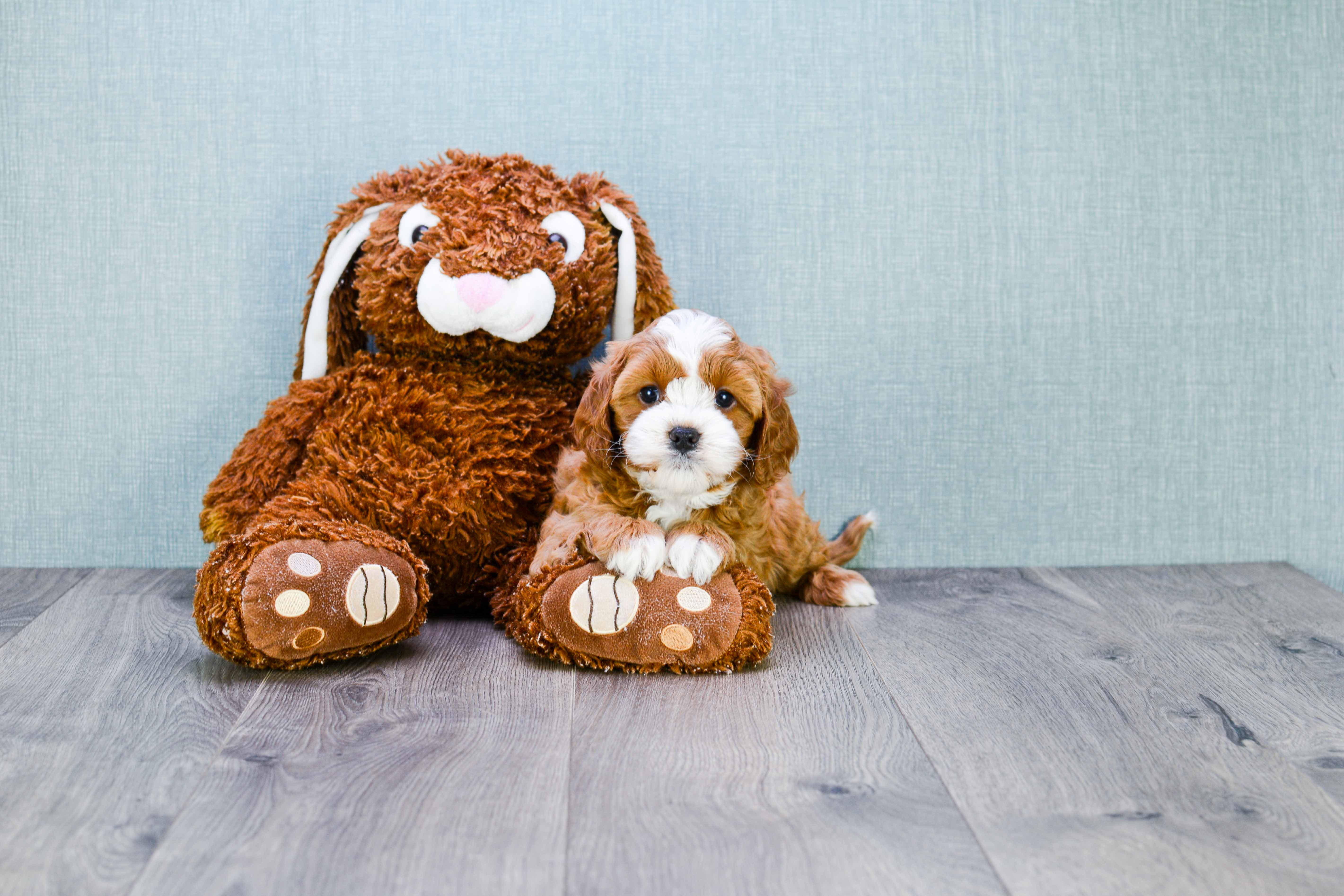Petite Cavapoo Poodle Mix Pup