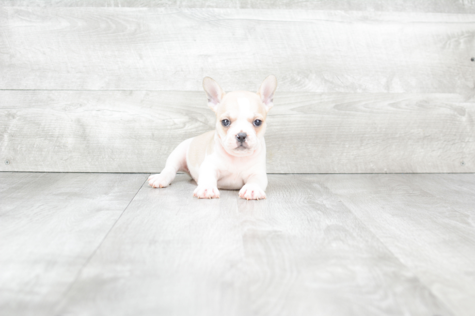 Cute Frenchie Purebred Puppy