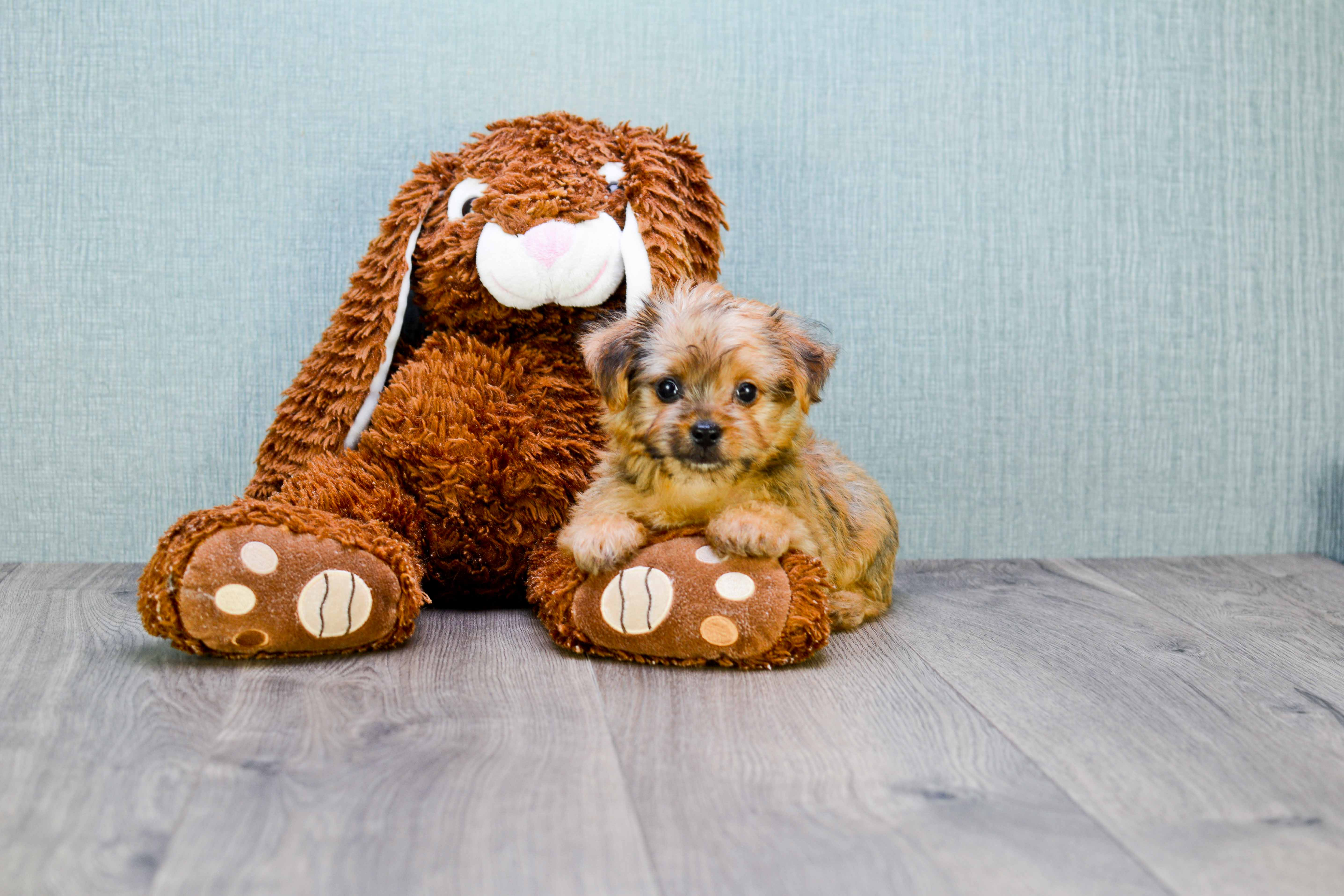 Morkie Puppy for Adoption