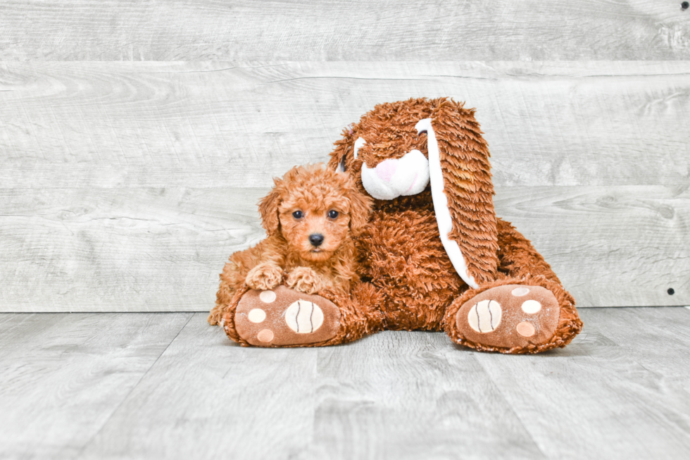 Energetic Cavoodle Poodle Mix Puppy