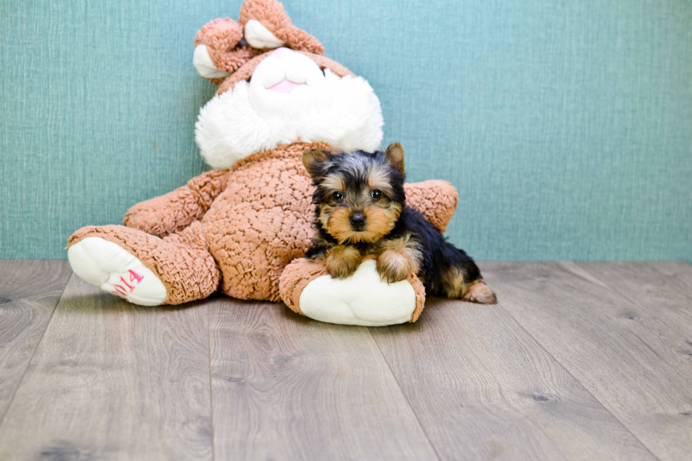 Meet Tinkerbell - our Yorkshire Terrier Puppy Photo 