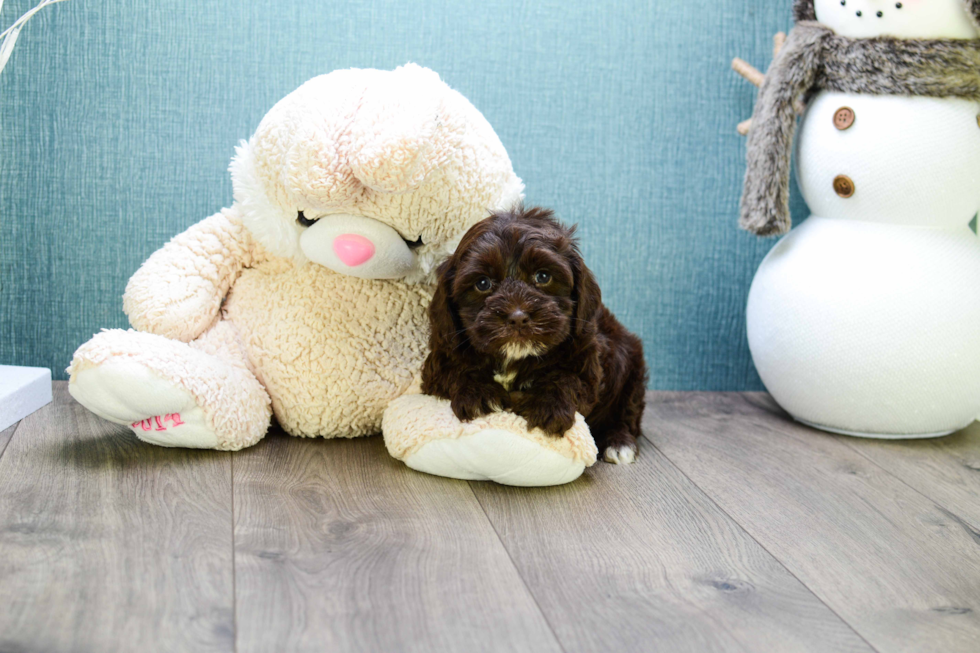 Small Cavapoo Baby
