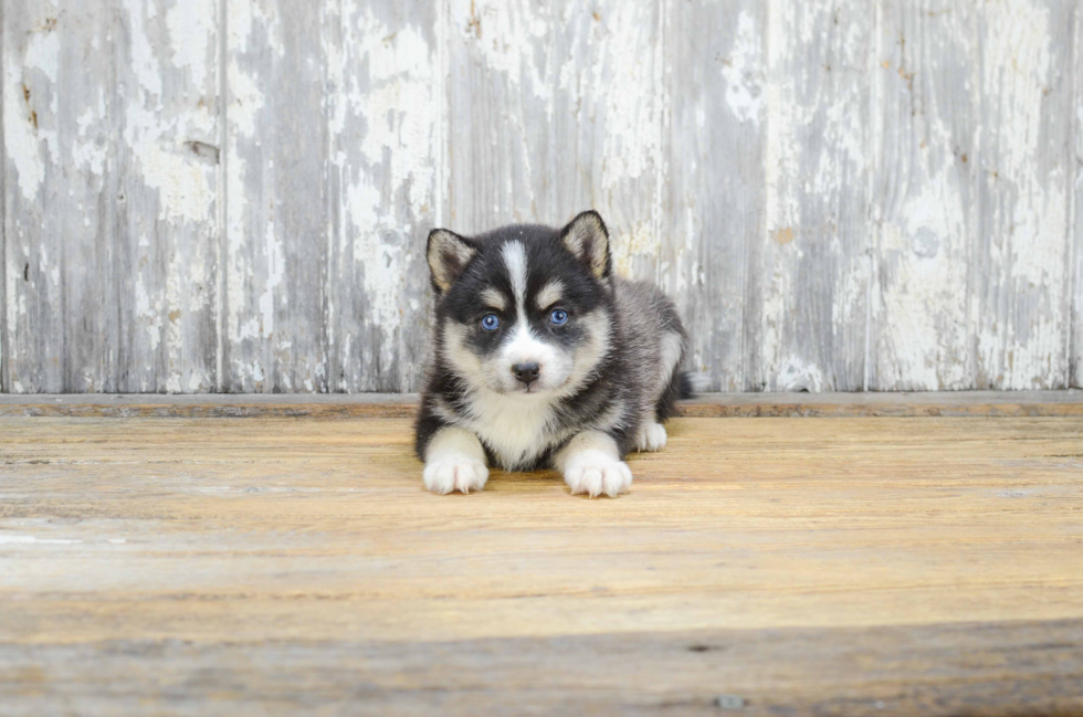 Pomsky Pup Being Cute