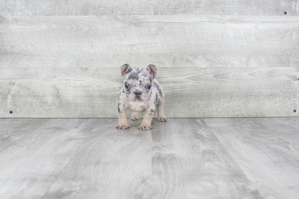 Akc Registered French Bulldog Baby