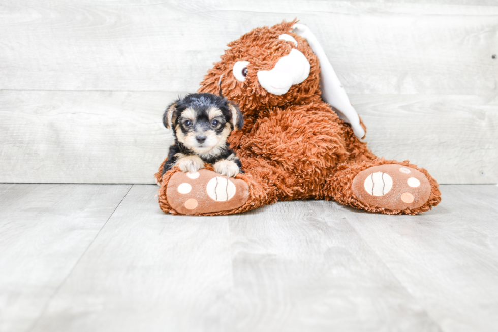 Happy Morkie Baby