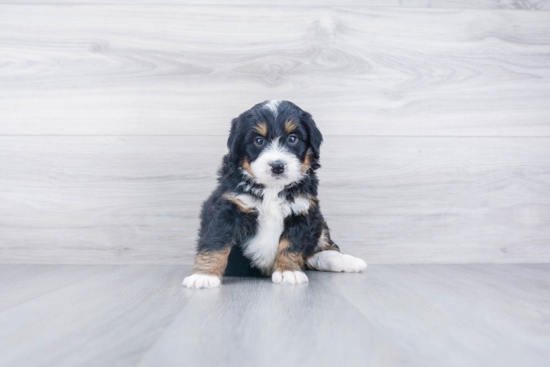 Small Mini Bernedoodle Baby