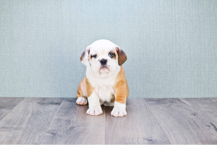 Cute English Bulldog Baby