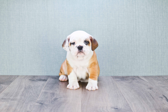 Cute English Bulldog Baby