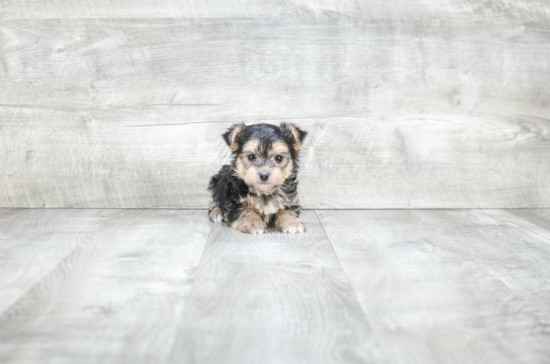 Playful Yorkie Designer Puppy