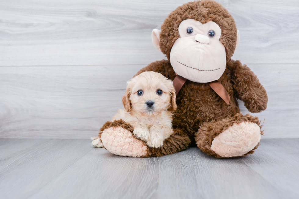 Sweet Cavachon Baby