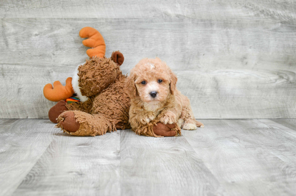 Playful Golden Retriever Poodle Mix Puppy