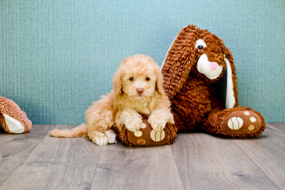 Best Cavapoo Baby