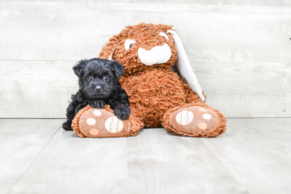 Little Yorkie Doodle Poodle Mix Puppy