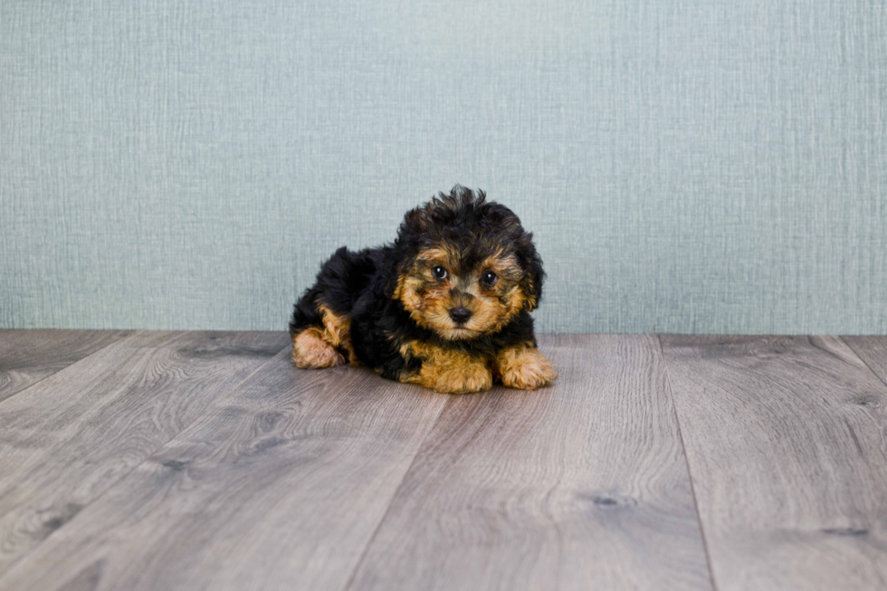 Small Yorkie Poo Baby