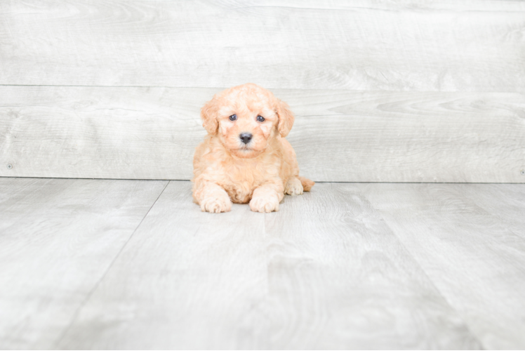 Playful Golden Retriever Poodle Mix Puppy