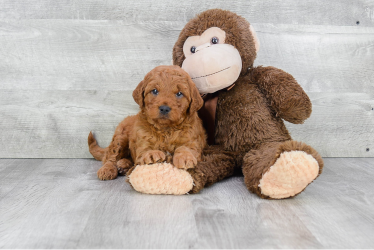 Best Mini Goldendoodle Baby