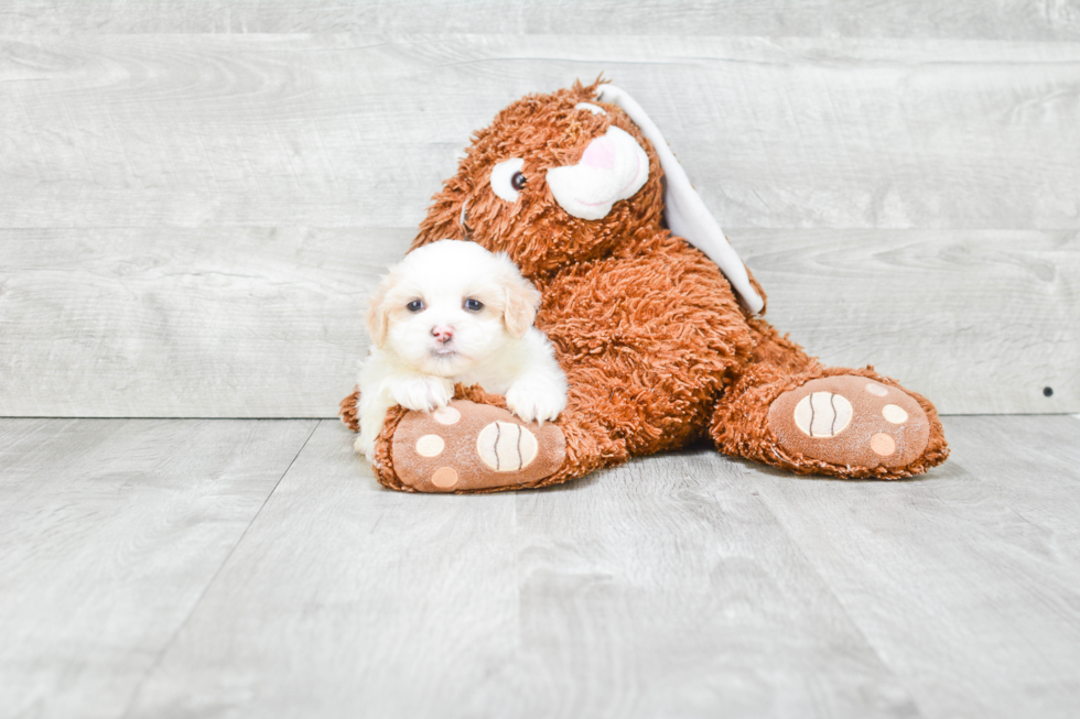 Teddy Bear Pup Being Cute