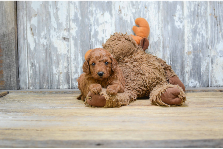 Friendly Mini Goldendoodle Baby