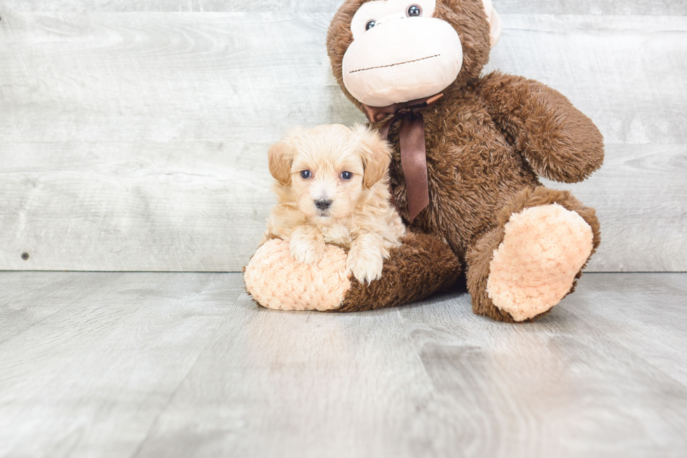 Little Maltepoo Poodle Mix Puppy