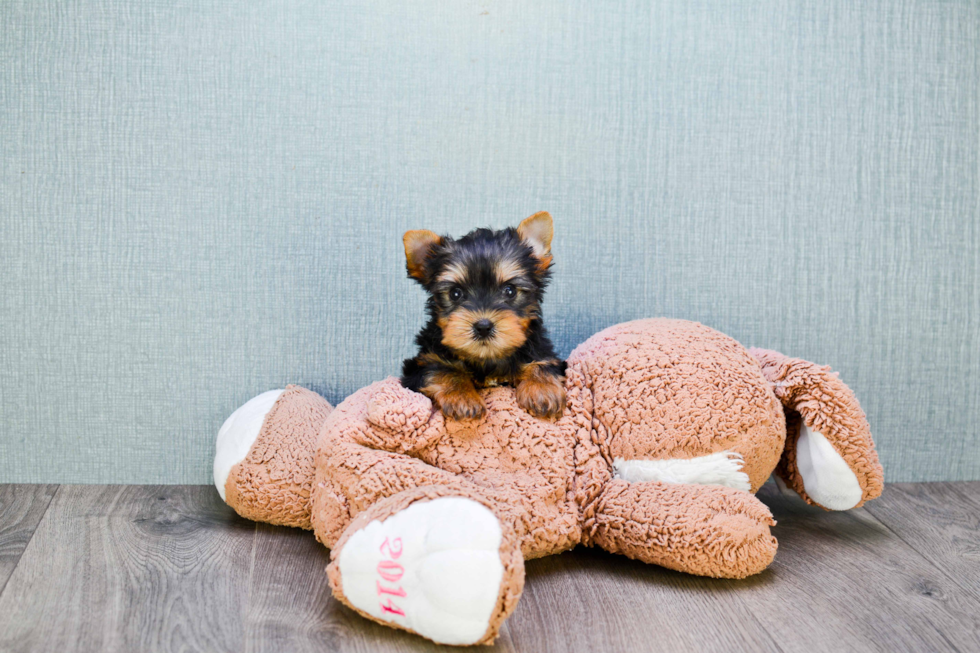 Meet Trigger - our Yorkshire Terrier Puppy Photo 