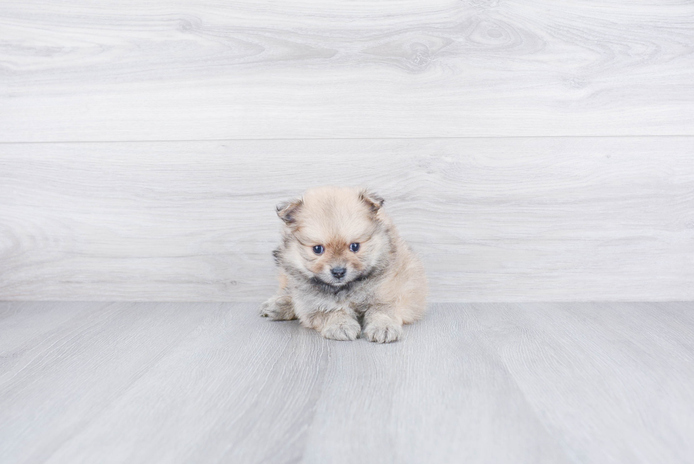 Pomeranian Puppy for Adoption