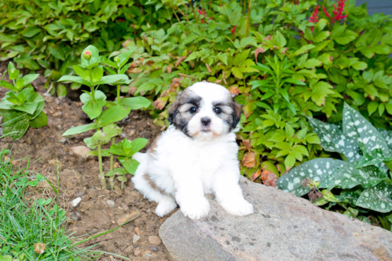 Hypoallergenic Shi Chon Designer Puppy