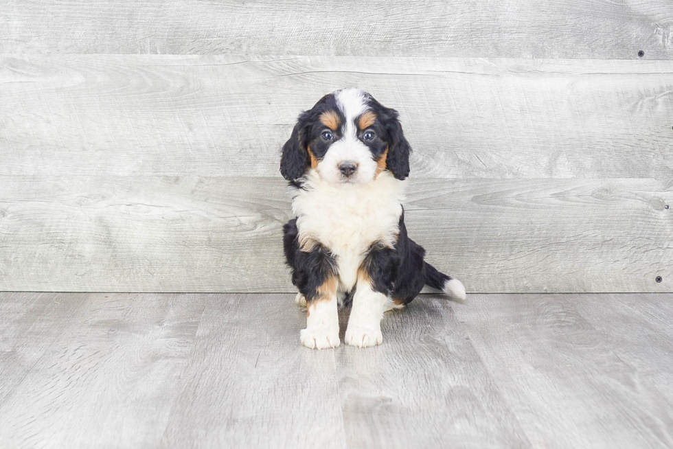 Best Mini Bernedoodle Baby