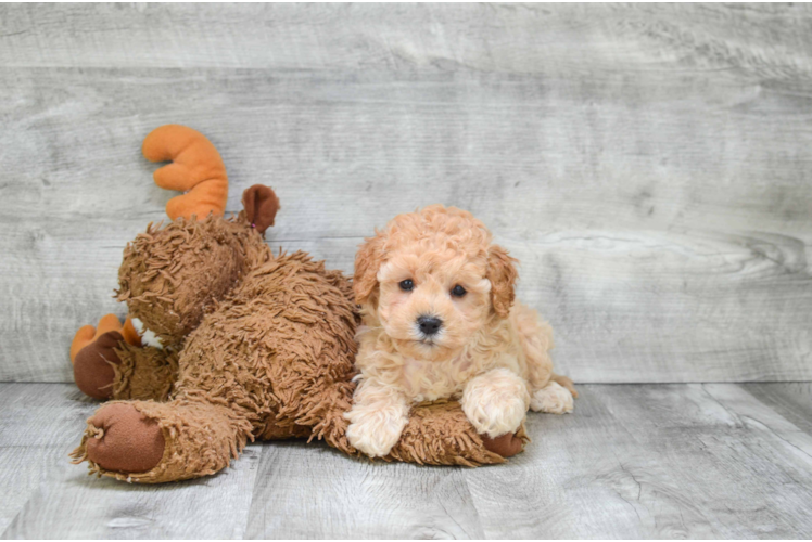 Best Cavapoo Baby