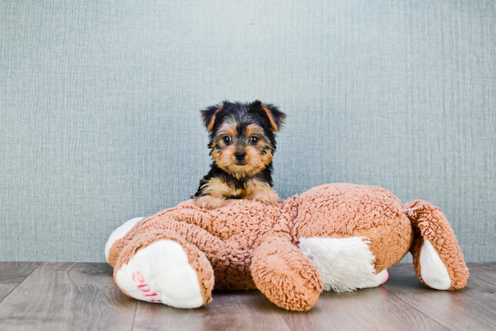 Meet Izzie - our Yorkshire Terrier Puppy Photo 