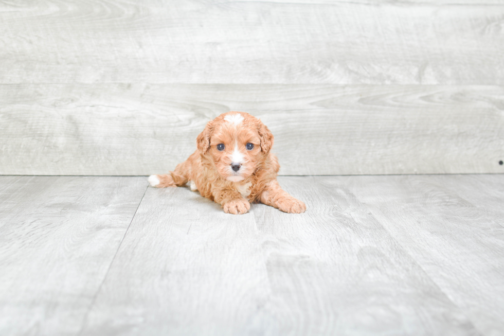 Cavapoo Puppy for Adoption