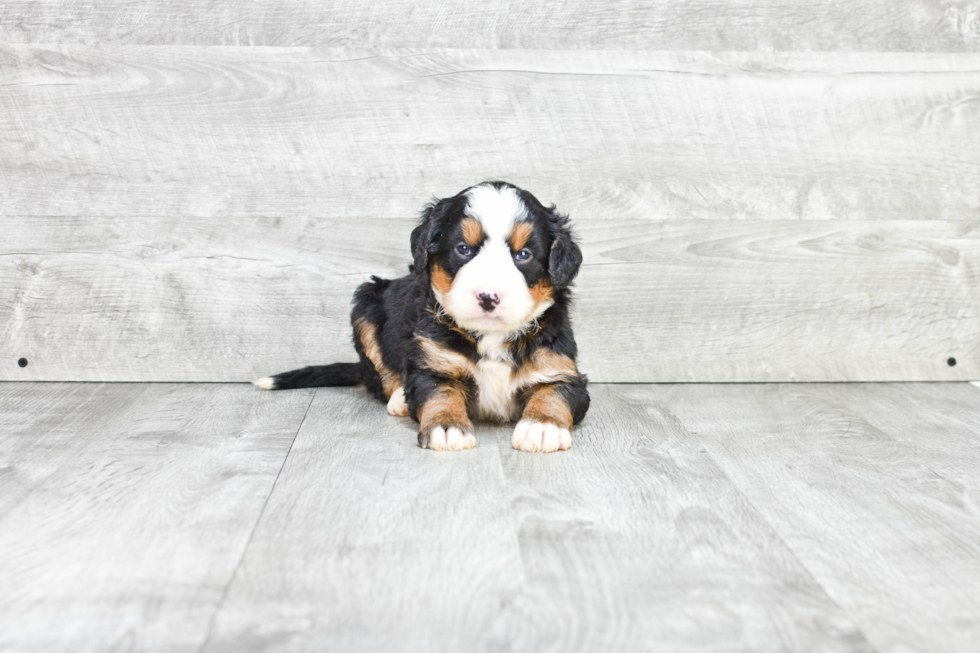 Cute Mini Bernedoodle Baby