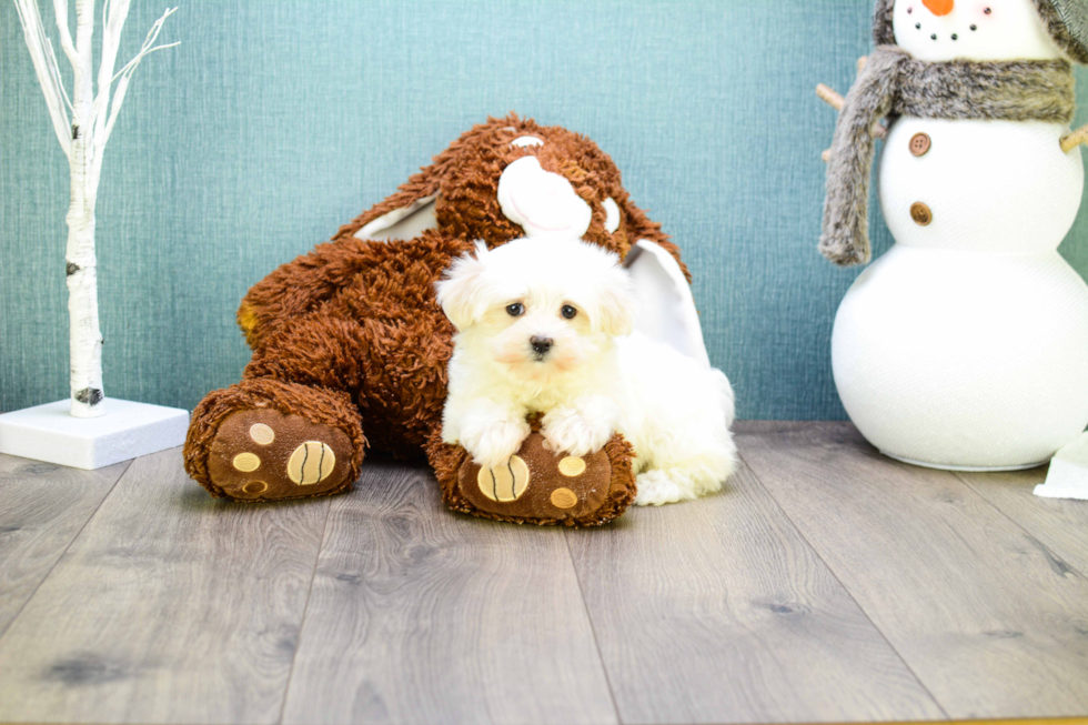 Funny Maltese Purebred Pup