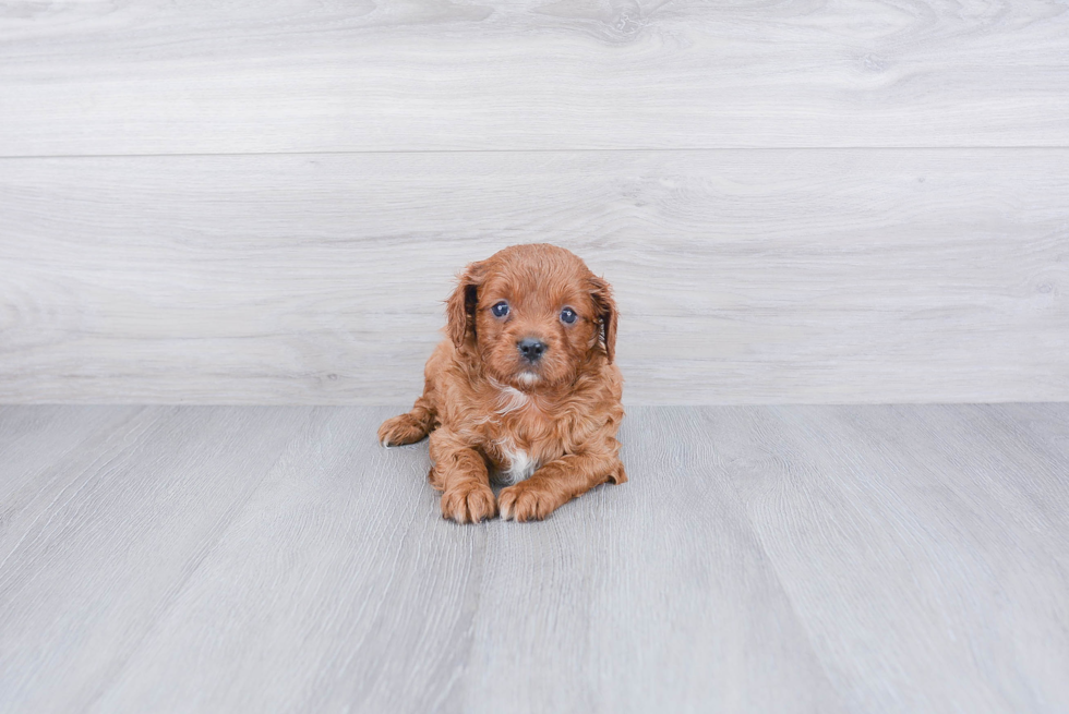 Cavapoo Pup Being Cute
