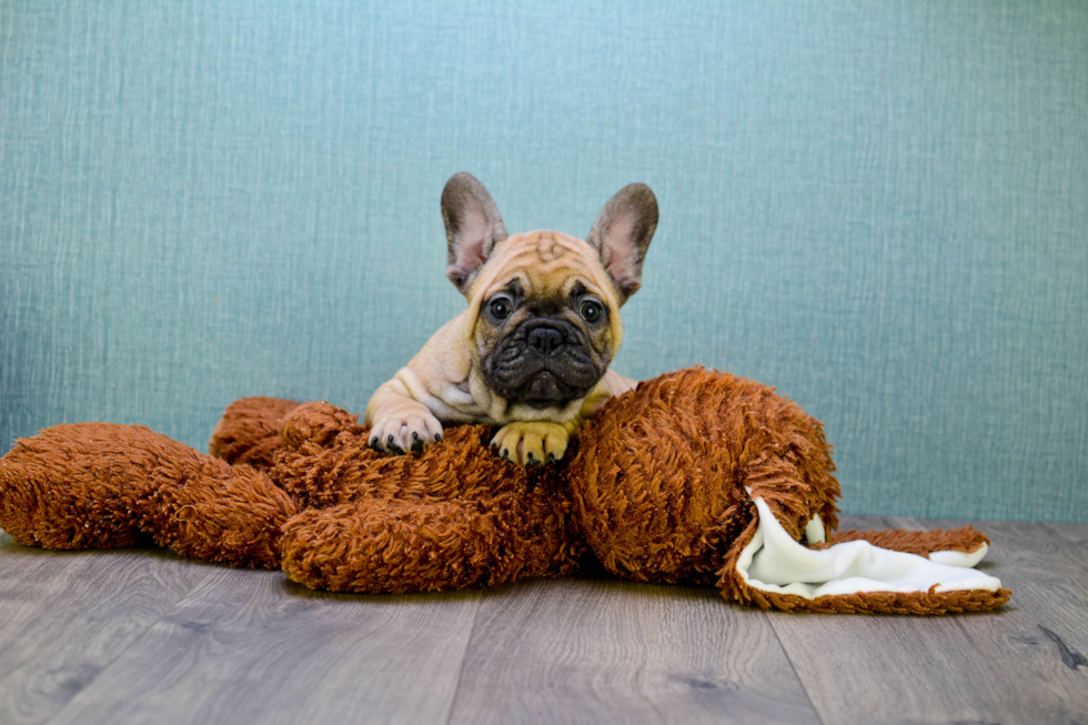 Cute Frenchie Purebred Puppy