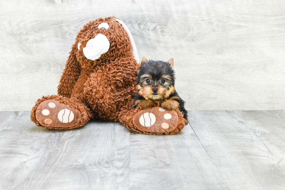 Meet Tinkerbell - our Yorkshire Terrier Puppy Photo 